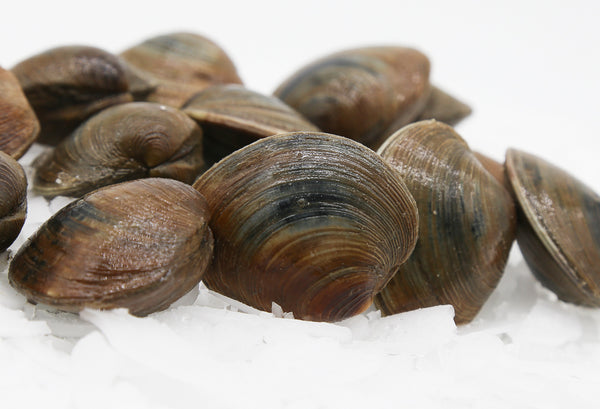 littleneck clams