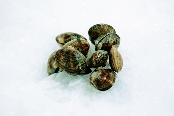 manila clams on ice