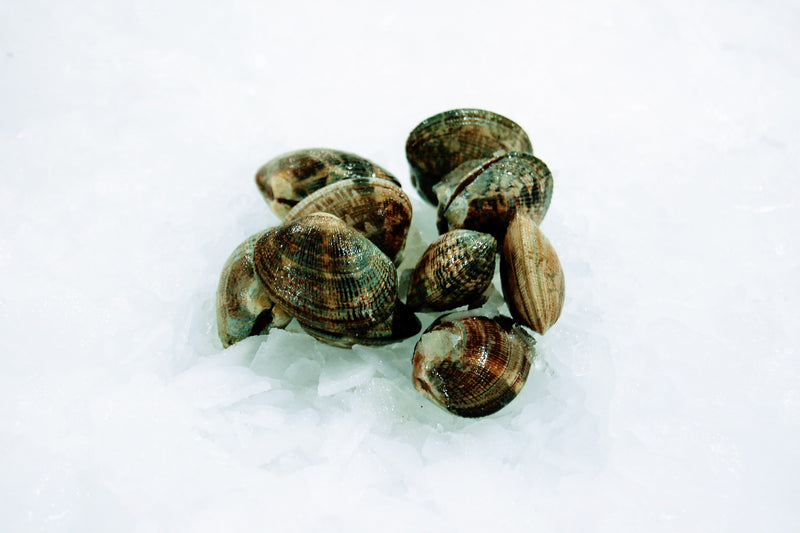 manila clams on ice