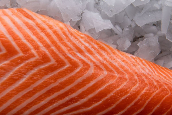 close up orange white marbling ora king salmon on ice
