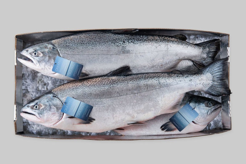 three whole ora king salmon in a box