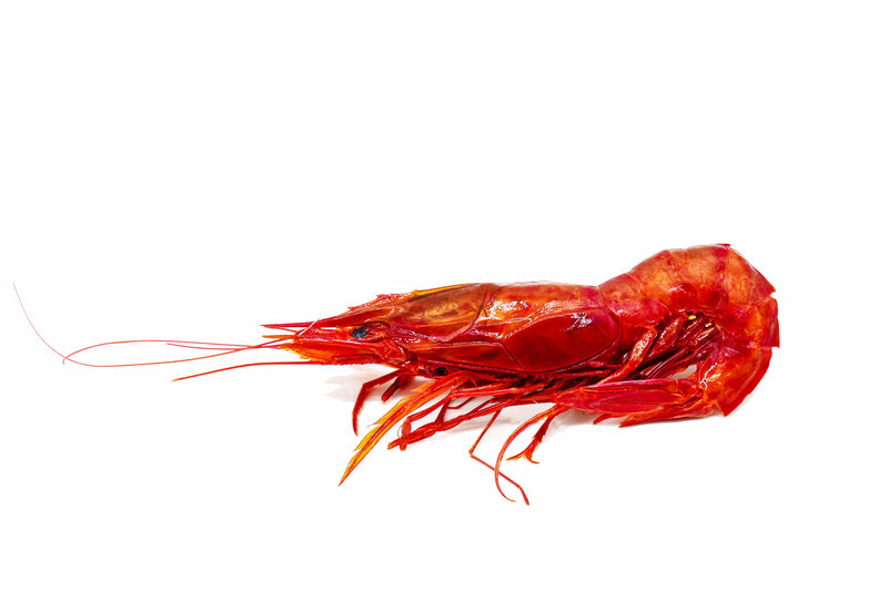 carabineros spanish red shrimp
