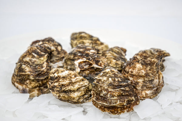 Beausoleil Oysters on ice