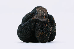Fresh Black Perigord Truffle