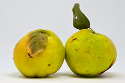Quince - 2 each
