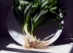 ramps wild leeks on a plate