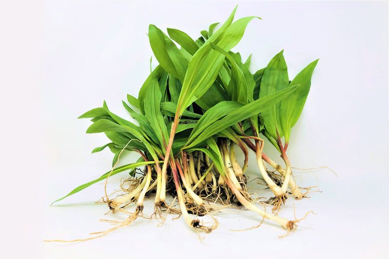 ramps wild leeks