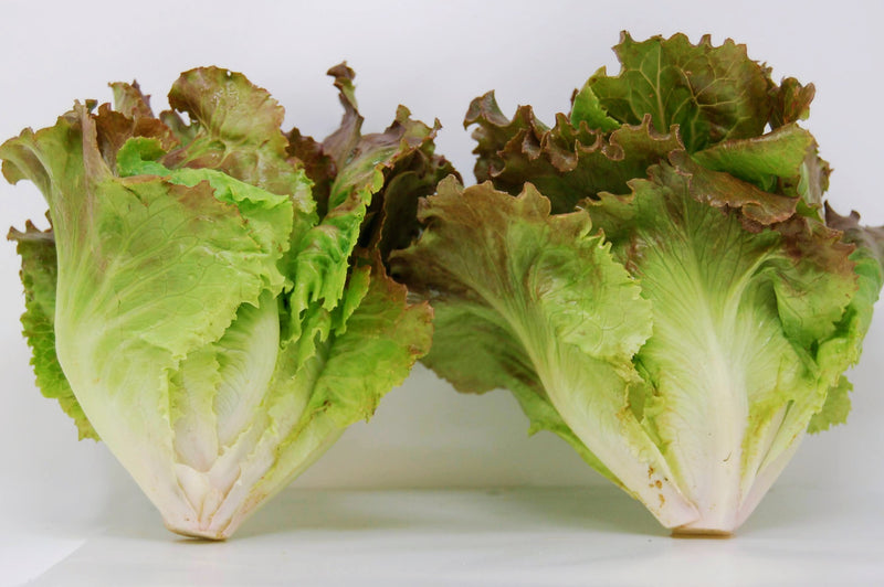 red butter lettuce organic