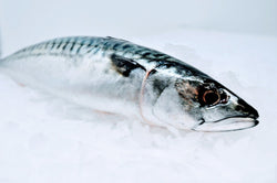 whole boston mackerel on ice