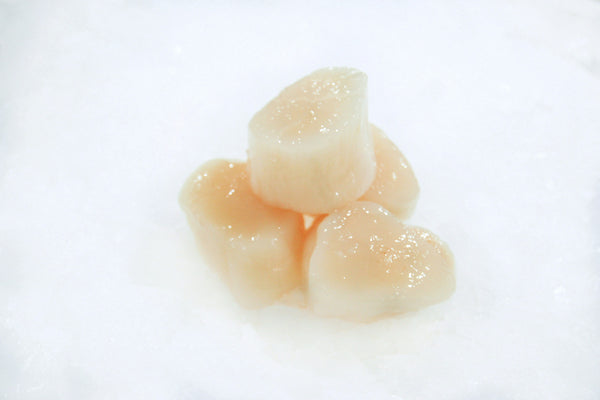 east coast scallops on ice