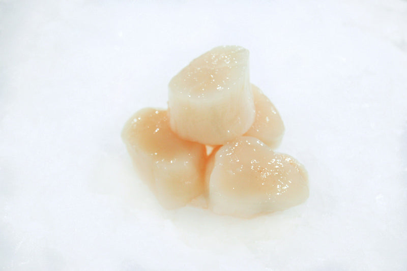 east coast scallops on ice