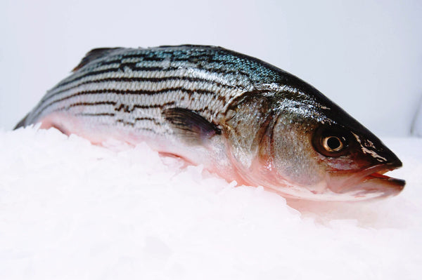 Striped Bass (Baja) ~ 6-8 lb
