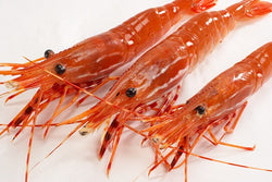 fresh live spot prawns
