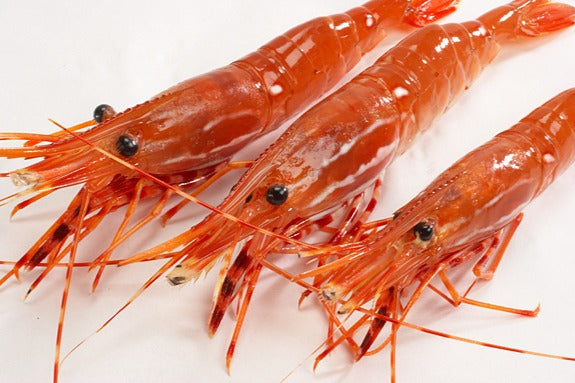 Buy live shrimp near me outlet