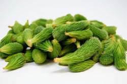 wild foraged spruce tips