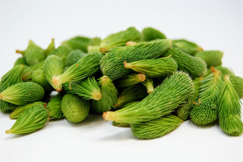 wild foraged spruce tips