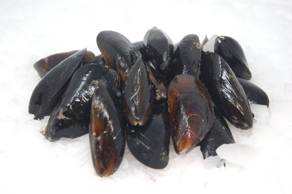 salt spring mussels on ice