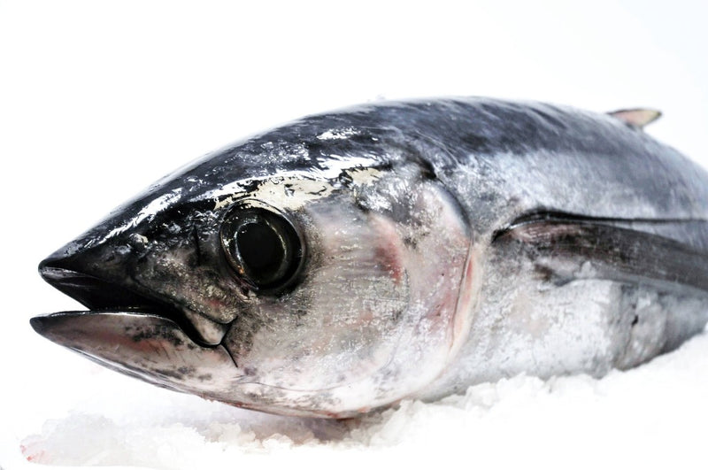 whole albacora tuna on ice