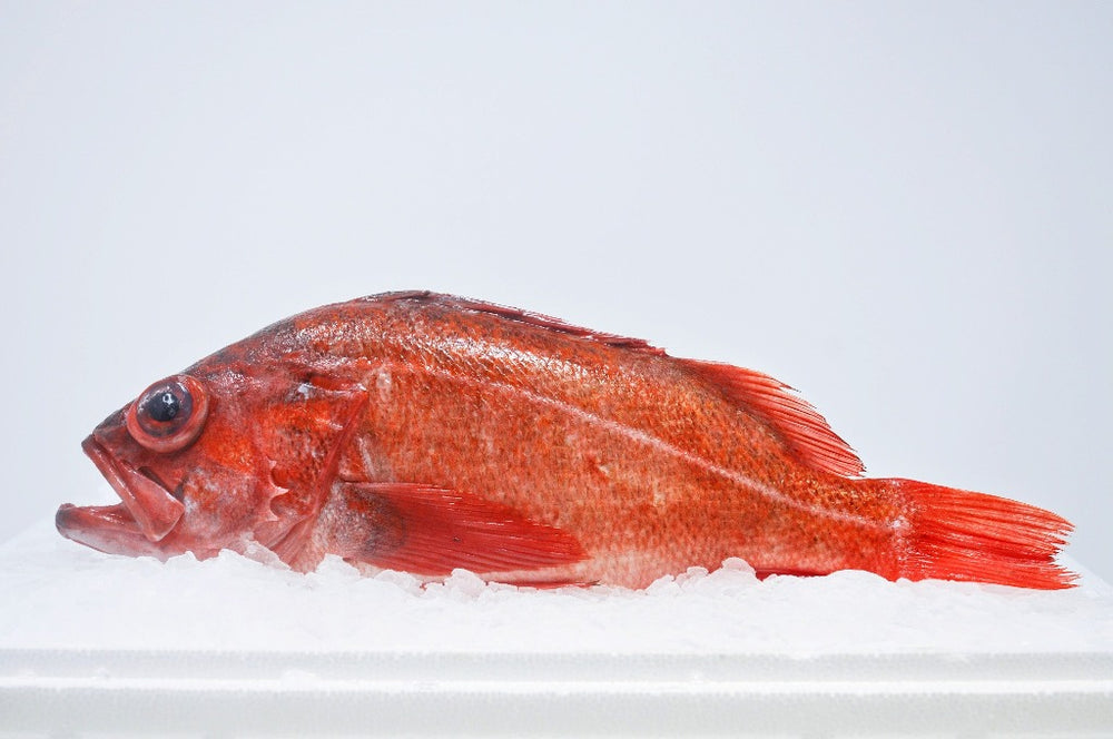 Pristine Seafood | Four Star Seafood & Provisions | San Francisco