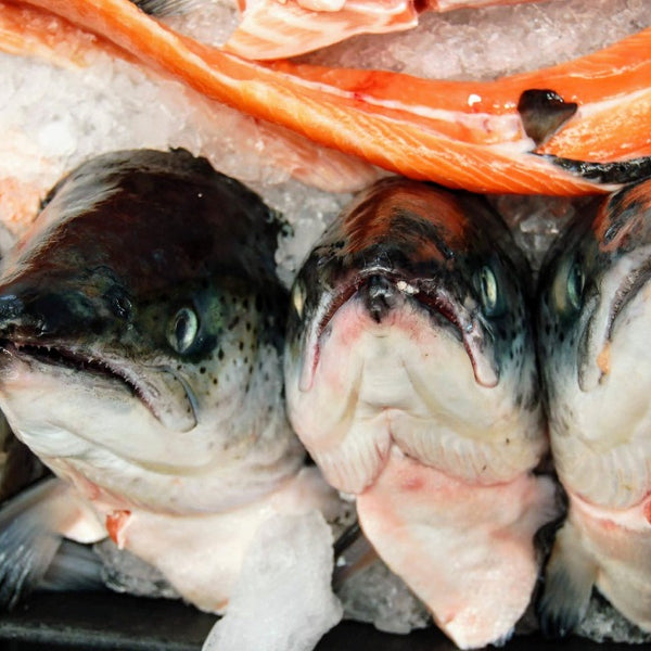 Live edible fish for sale outlet
