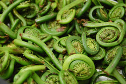 green fiddlehead ferns in a pile