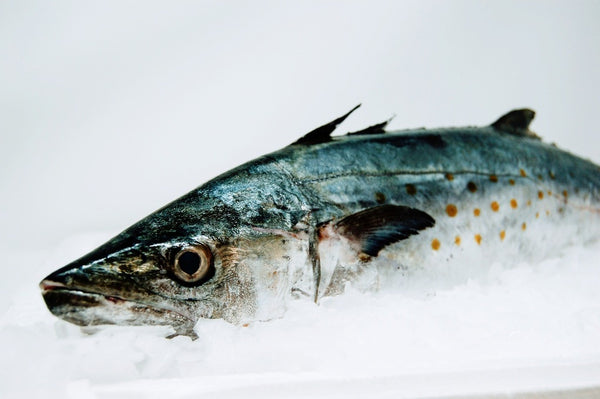 whole spanish mackerel on ice