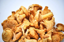 saskatchewan chanterelle mushrooms