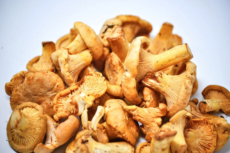 saskatchewan chanterelle mushrooms