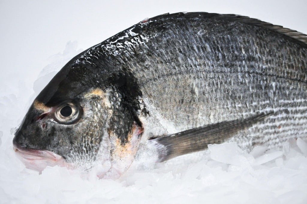 Whole Sea Bream Dorade 1 lb Four Star Seafood and Provisions