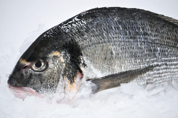 pristine whole sea bream dorade on ice