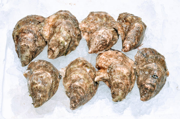 Standish Shore Oysters - 10pc