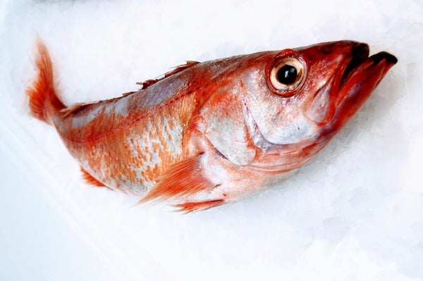 New Zealand Pacific Red Snapper, Whole