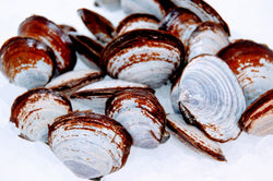 blue savory clams on ice