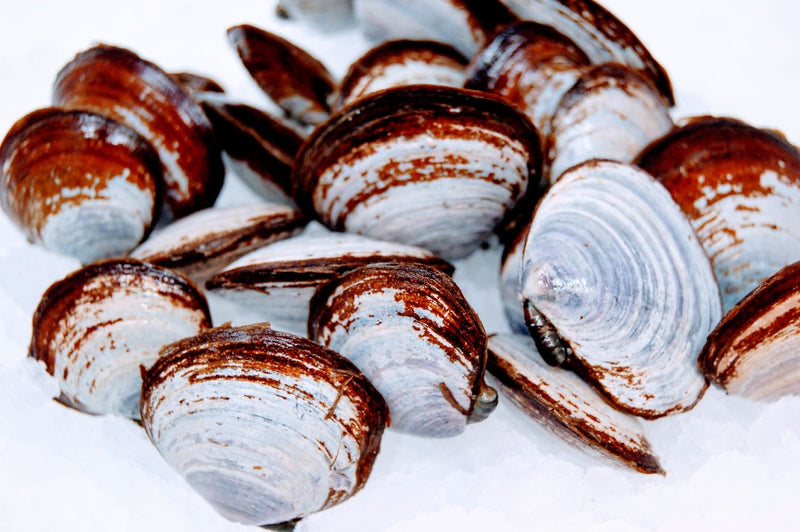 blue savory clams on ice