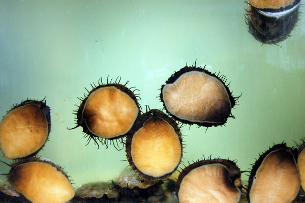 live red abalone in a tank