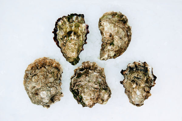 Miyagi Oysters by the dozen