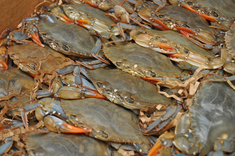 Soft Shell Crabs (Primes) - 2pc