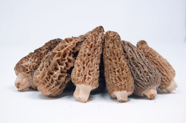 fresh domestic morel mushrooms