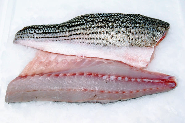 true striped bass fillet four star seafood