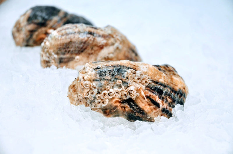shigoku oysters on ice