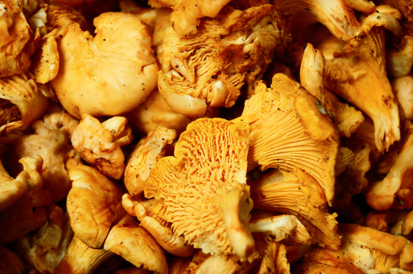 California Oak Chanterelles (Domestic) - 8oz