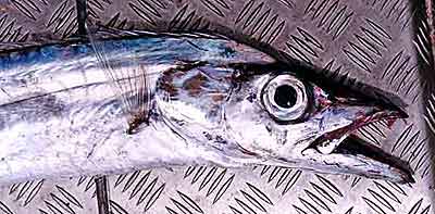 Beltfish/Ribbonfish - Lb