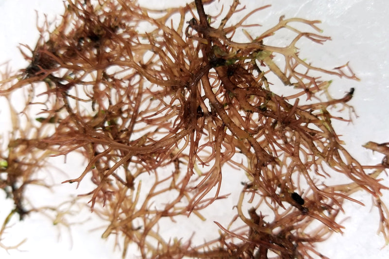 Monterey Bay Seaweeds Ogo