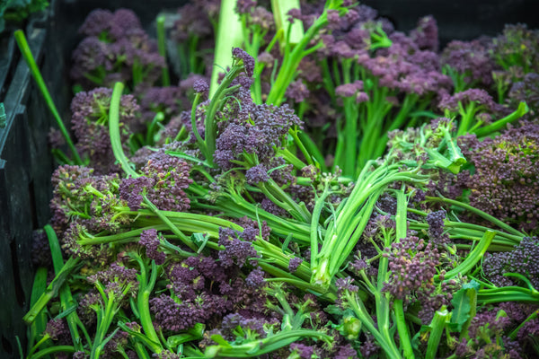 Purple Broccolini - 1 Bunch