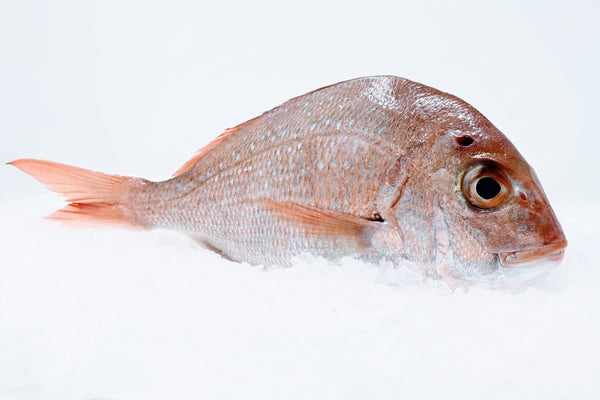 thai snapper red sea bream on ice