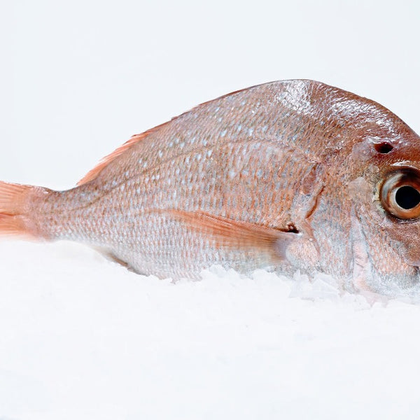 Red Sea Bream (NZ) 1-2lb each – Four Star Seafood and Provisions