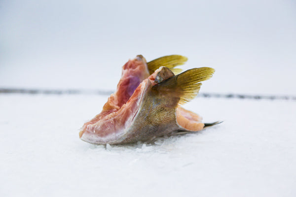 kampachi collar on ice