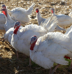 Regenerative Broad Breast White Turkey